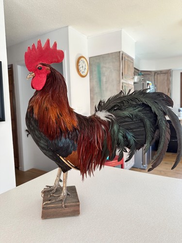 Taxidermy chicken rooster - taxidermy,