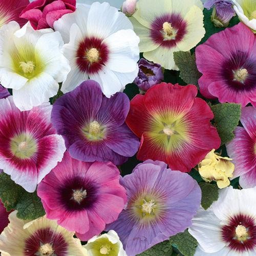 Hollyhock alcea halo - alcea, mixed'