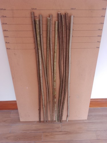 Hazel walking stick shanks - , x