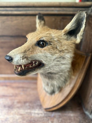 Taxidermy fox head - taxidermy,