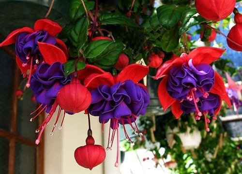 Fuchsia semi trailing - fuchsia,