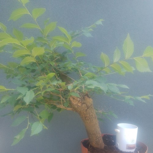 Elm bonsai tree - bonsai, yamadori