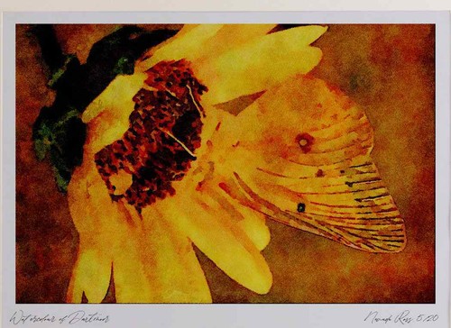 720056 clouded sulphur - 720056,