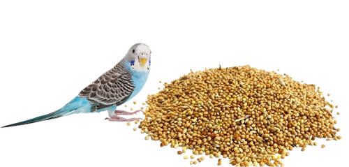 Budgie food seed mix - food,