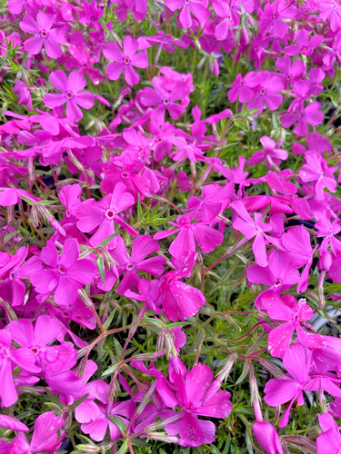 9cm phlox subulata - 2,