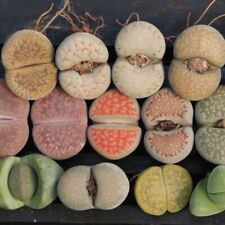 2.5cm-3cm Single Head Lithops