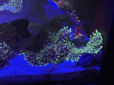 WYSIWYG Ultra Fuzzy Green