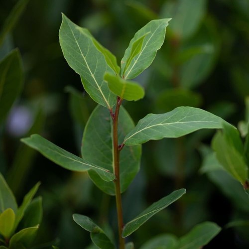 Laurus nobilis bay - laurus,