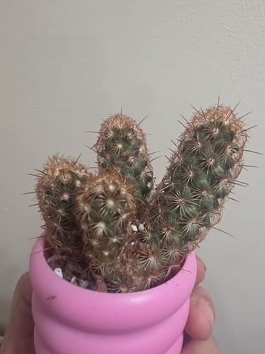 Rebutia donaldiana fiebrigii - donaldiana,