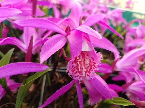 Himalayan orchid pleione - himalayan,