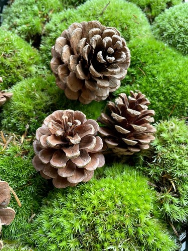 Large pine cones - large, craft