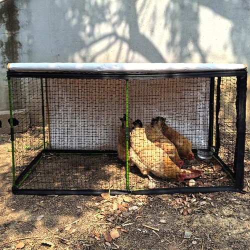Chickens run tunnel - chickens, hen