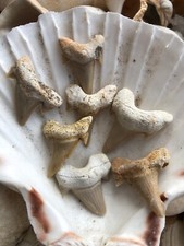 Otodus Tooth Shark Fossil