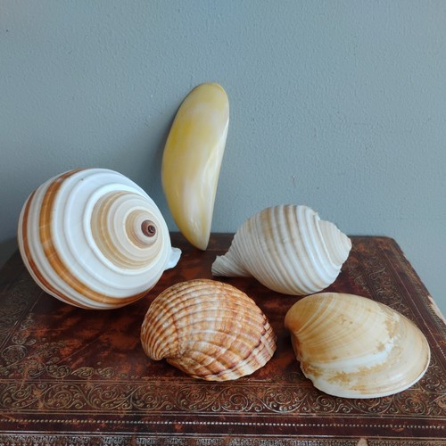 Job lot large vintage spiral - large,