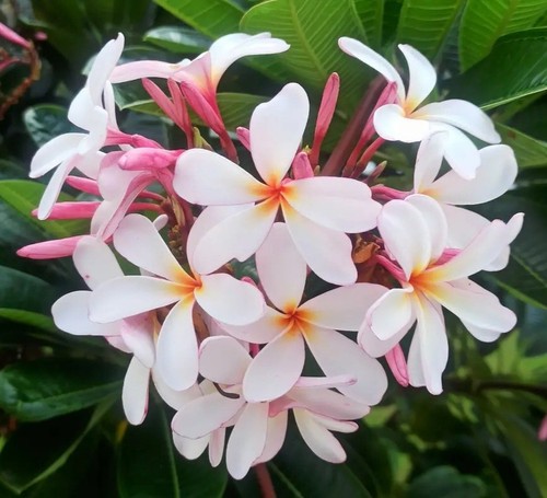 Plumeria obtusa singapore - plumeria,