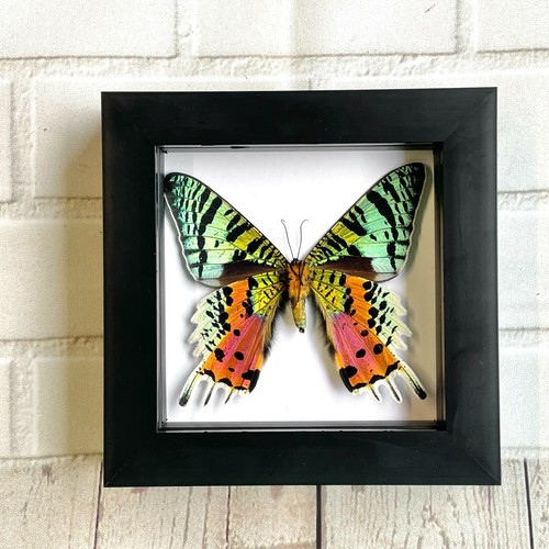 Madagascan sunset moth urania - sunset,