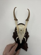 Muntjac Buck Deer Skull With Tusks On Plaque Taxidermy Antlers Gothic