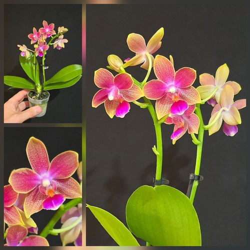 Mini phalaenopsis golden - phalaenopsis, 'golden