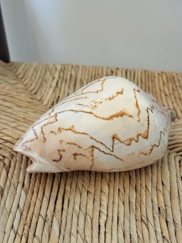Large seashell noble volute - noble,