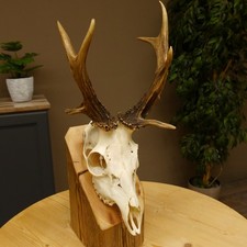 Roe Deer Abnormal Deer With