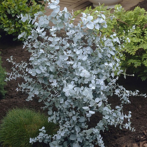 Evergreen trees x - 2,