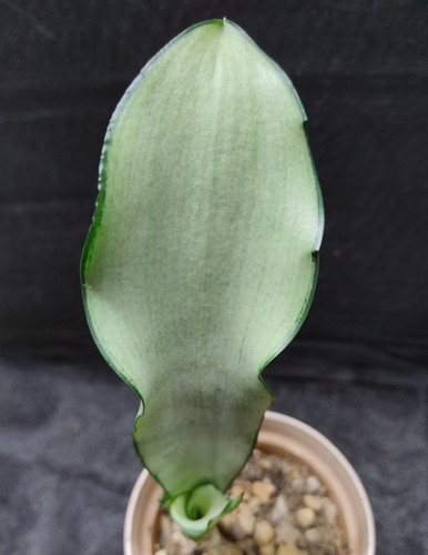Succulent houseplant - succulent,,