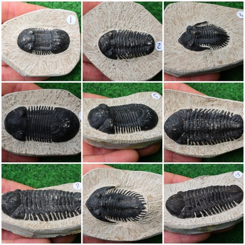 Trilobite fossil reedops - fossil,