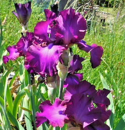 Bearded iris germanica - germanica, gypsy