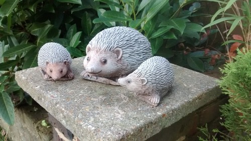 Hedgehog family garden - family,