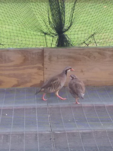 Fertile chukar partridge - chukar,