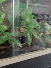 Replacement Viv Exotic