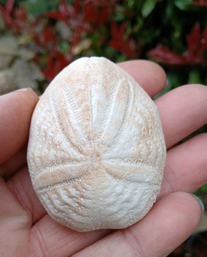 Fossil sea urchin eupatagus - fossil,