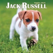 Jack Russell Puppies Mini 2026 calendar NEW