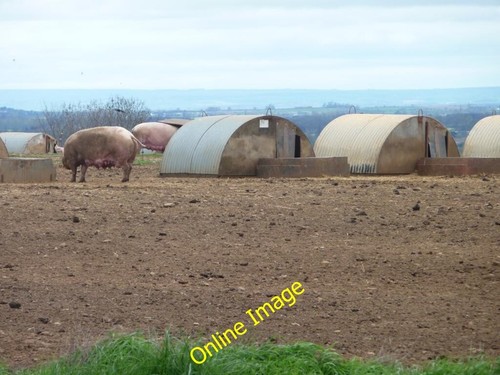 Photo 6x4 pigs and their - photo, arks