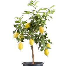 Citrus Meyer Lemon Tree -