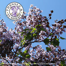 Foxglove Tree Rare  30 seeds  UK SELLER