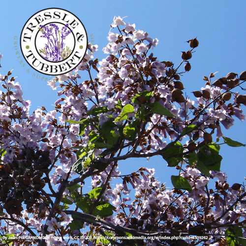 Foxglove tree rare seeds - tree,