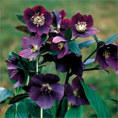 Hellebore helleborus - hellebore, x
