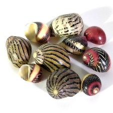 10 x Neritina Zigzag  Nerite