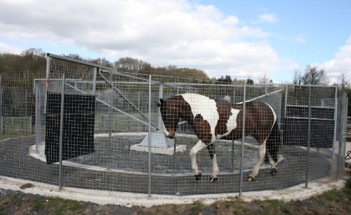 Claydon stoneleigh horse - stoneleigh,