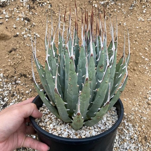 Agave utahensis nevadensis 5 - agave,