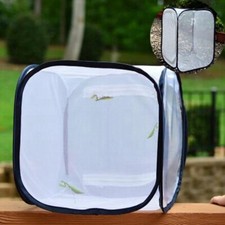 Mantis Stick Small Insect