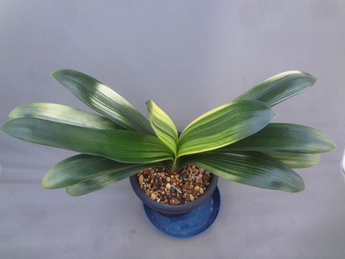 Sale clivia miniata - 【sale】clivia,