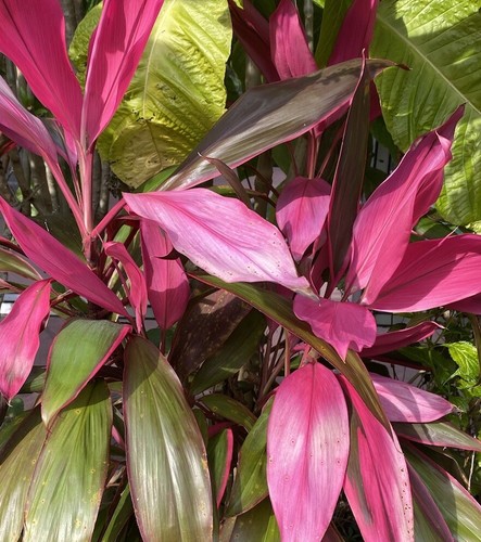 Hawaiian plant 8 - 8, cuttings