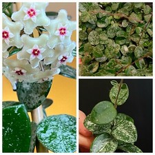 Hoya Mathilde Splash. Fragrant Flowers. 1X Rooted Plant. Silvery Spotted Leaves.