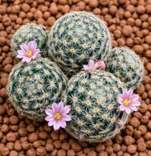 Mammillaria giselae SEEDS -