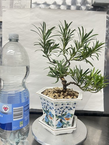 Buddhist pine bonsai - pine,