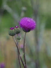 Cirsium Tuberosum (Tuberous