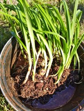 15x Three-Cornered Garlic Plants/Organic Wild Garlic leek