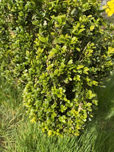 Boxwood plants talk - talk, wide
